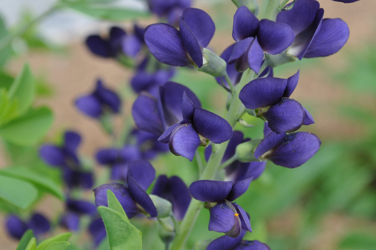 The Healing Power of Adaptogens for Stress-Repair