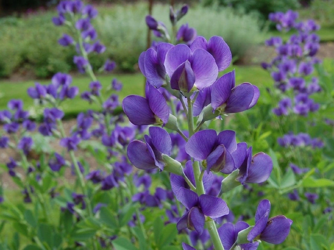 Wild Indigo Skincare
