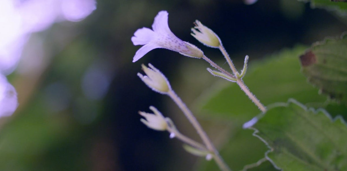 FLOWER POWER: The Magic of the Orpheus Resurrection Flower