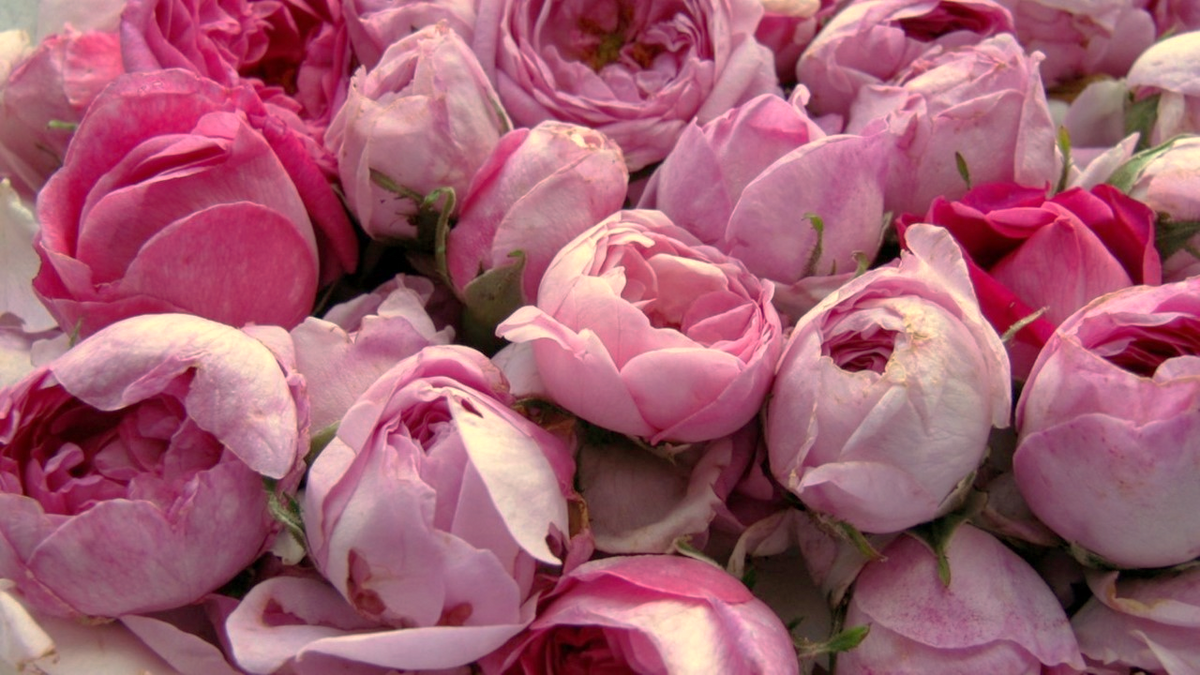 Rose Stem Cells For Calmer, Smoother, Balanced Skin