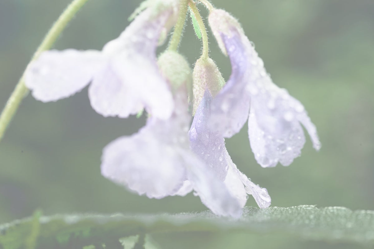 Interview with plant biotechnologist - Prof. D. Djilianov