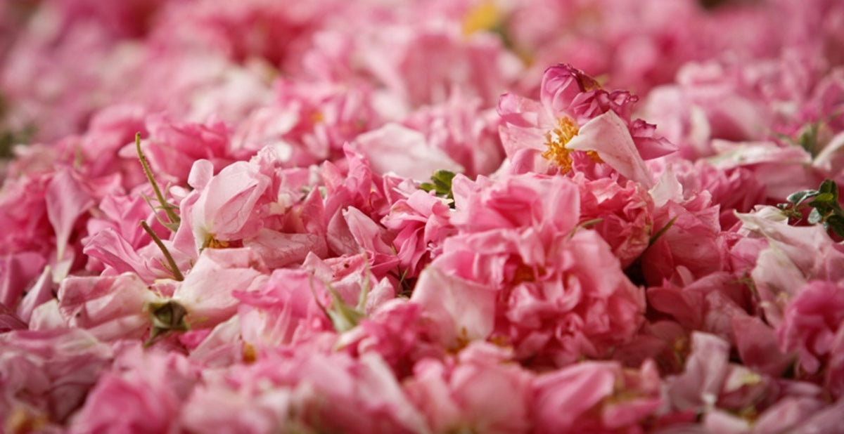 The Romance, Beauty and Healing Powers of The Damask Rose